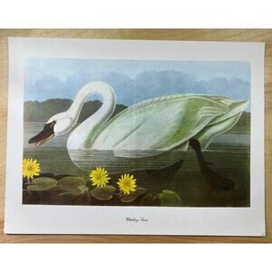 Audubon Birds of America Whistling Swan Original Print Vtg 1950 Peterson 9 x 12